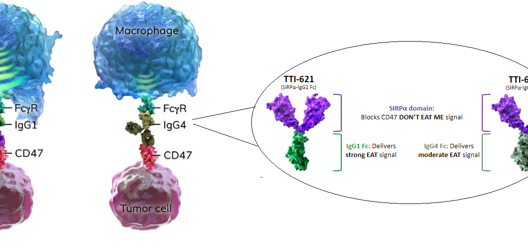 Trillium’s CD47 Monotherapy Data Draws Attention of Pfizer and Wall Street